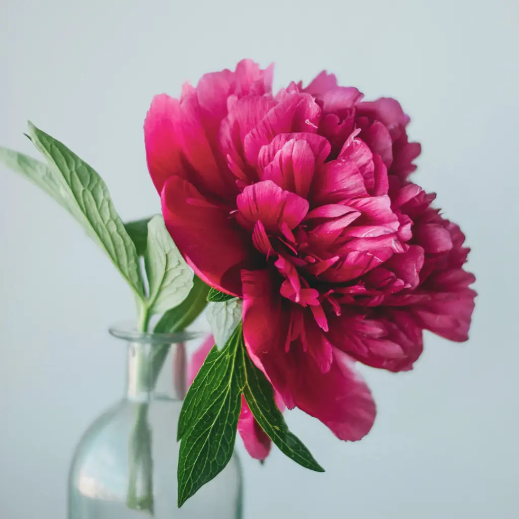 Pivoine (2).webp